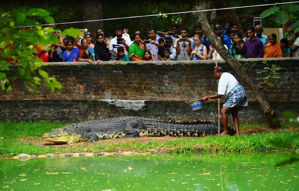 The Madras Crocodile Bank 